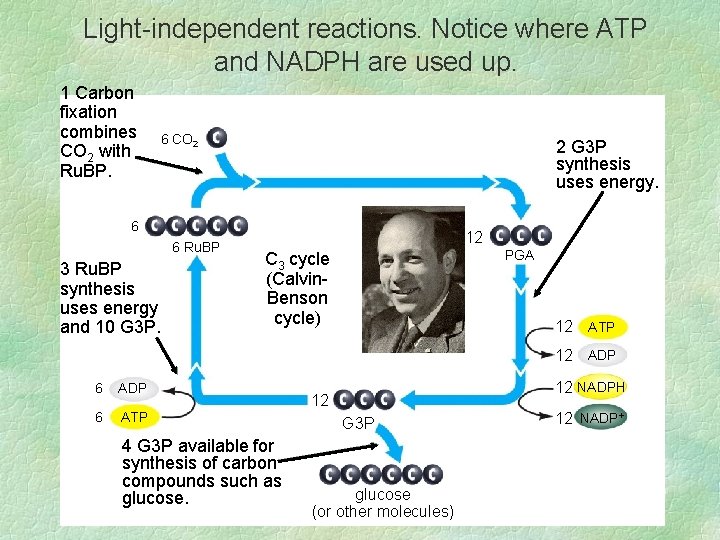 Light-independent reactions. Notice where ATP and NADPH are used up. 1 Carbon fixation combines