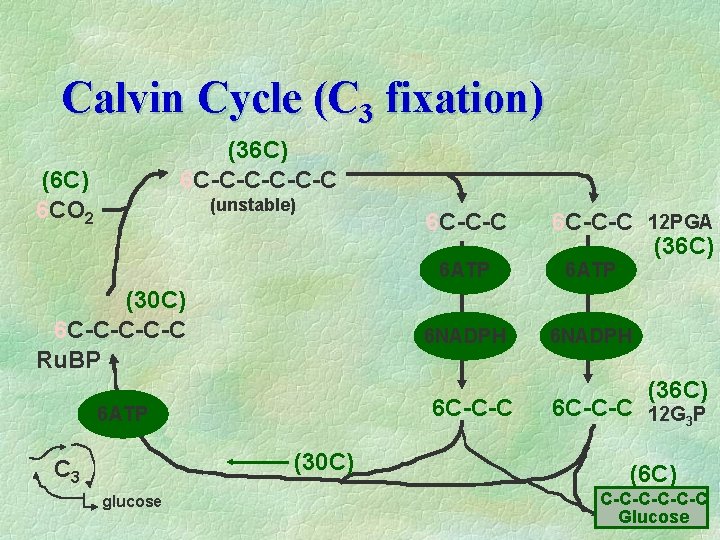 Calvin Cycle (C 3 fixation) (36 C) 6 C-C-C-C (6 C) 6 CO 2