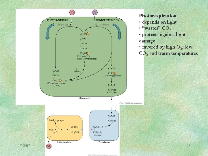 Photorespiration • depends on light • “wastes” CO 2 • protects against light damage