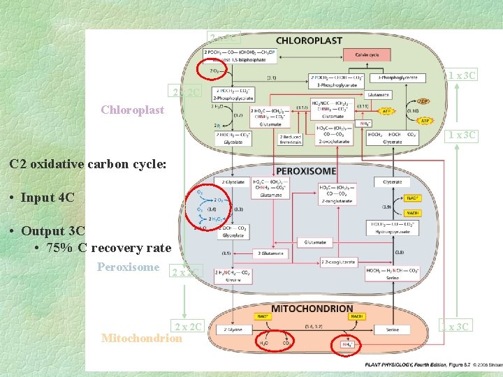 2 x 5 C 1 x 3 C 2 x 2 C Chloroplast 1