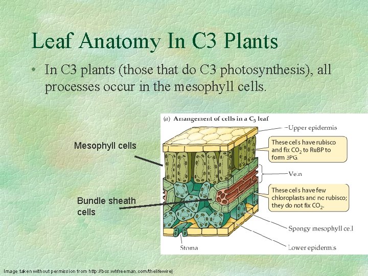 Leaf Anatomy In C 3 Plants • In C 3 plants (those that do