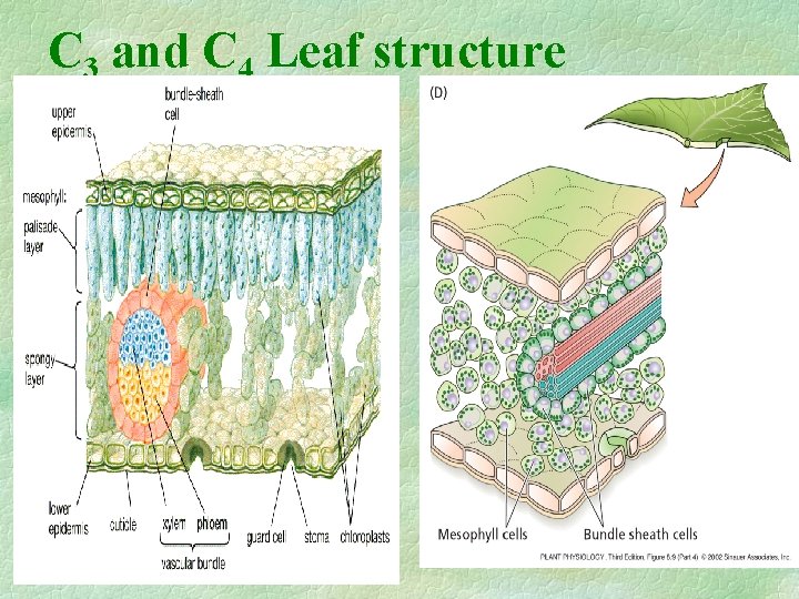 C 3 and C 4 Leaf structure 
