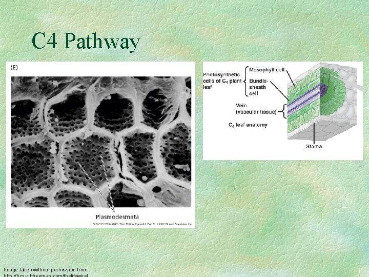 C 4 Pathway Image taken without permission from 