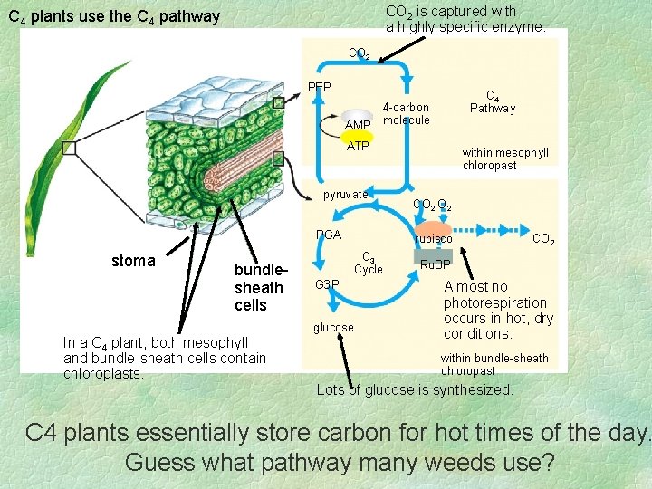 CO 2 is captured with a highly specific enzyme. C 4 plants use the