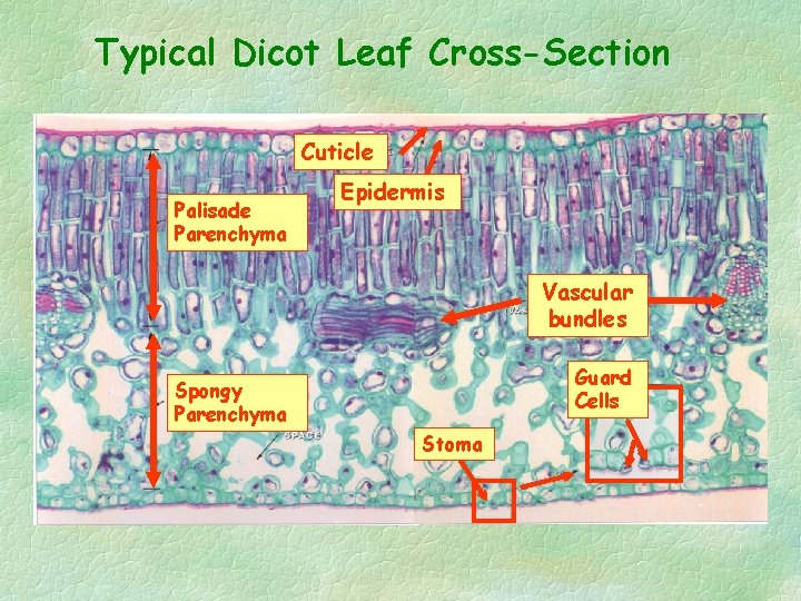 Typical Dicot Leaf Cross-Section Cuticle Palisade Parenchyma Epidermis Vascular bundles Guard Cells Spongy Parenchyma