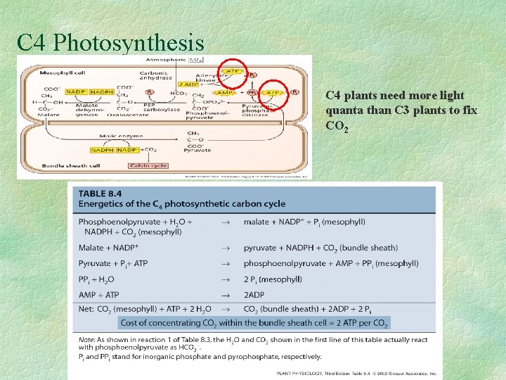 C 4 Photosynthesis C 4 plants need more light quanta than C 3 plants