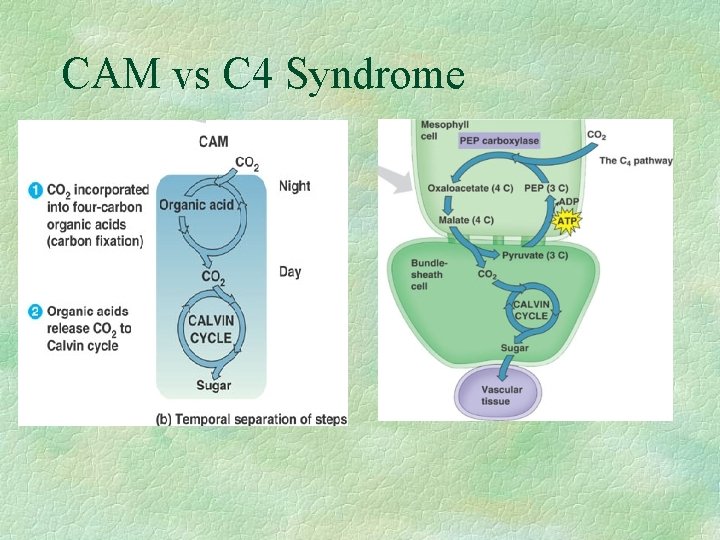 CAM vs C 4 Syndrome 