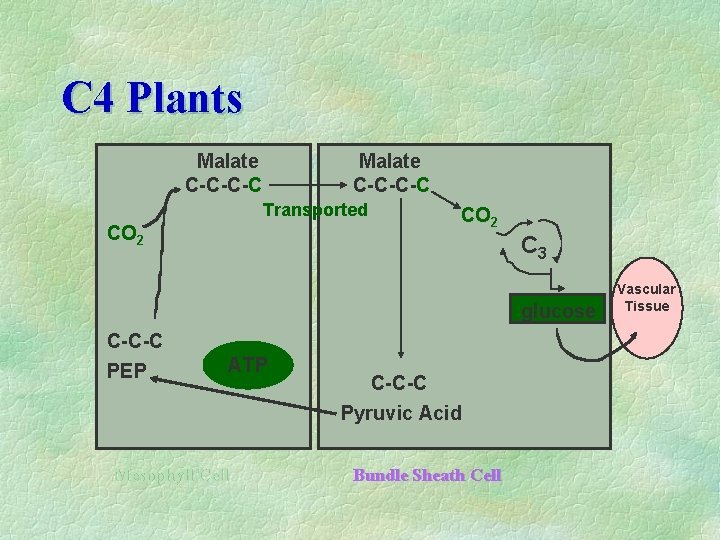 C 4 Plants Malate C-C-C-C Transported CO 2 C 3 glucose C-C-C PEP ATP