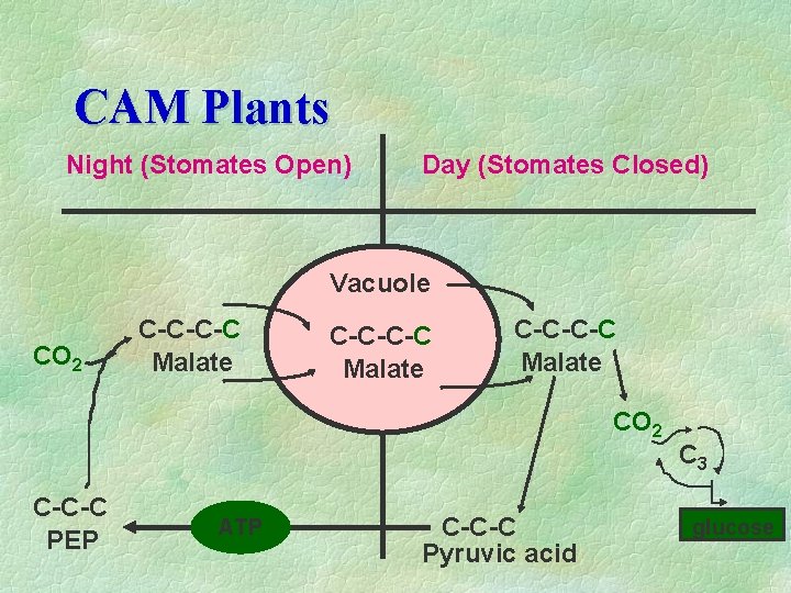 CAM Plants Night (Stomates Open) Day (Stomates Closed) Vacuole CO 2 C-C-C-C Malate CO