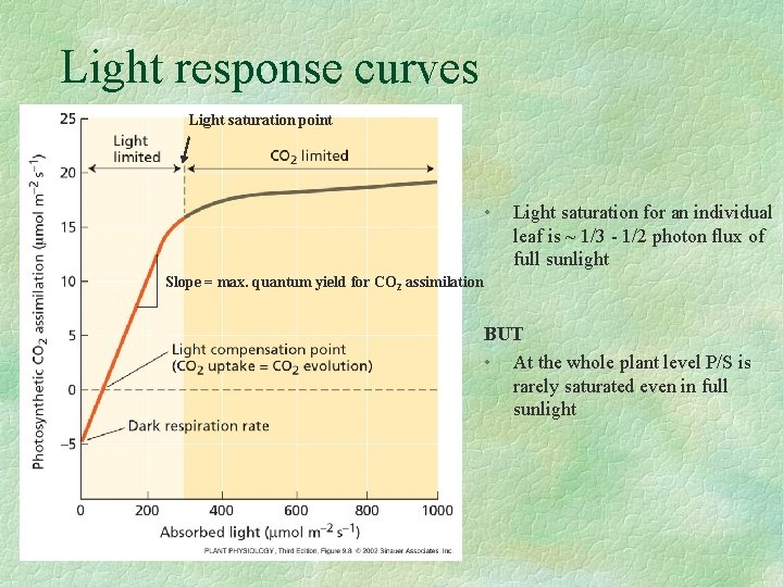 Light response curves Light saturation point • Light saturation for an individual leaf is