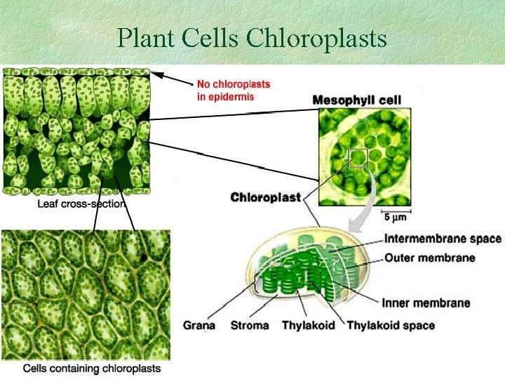 Plant Cells Chloroplasts 