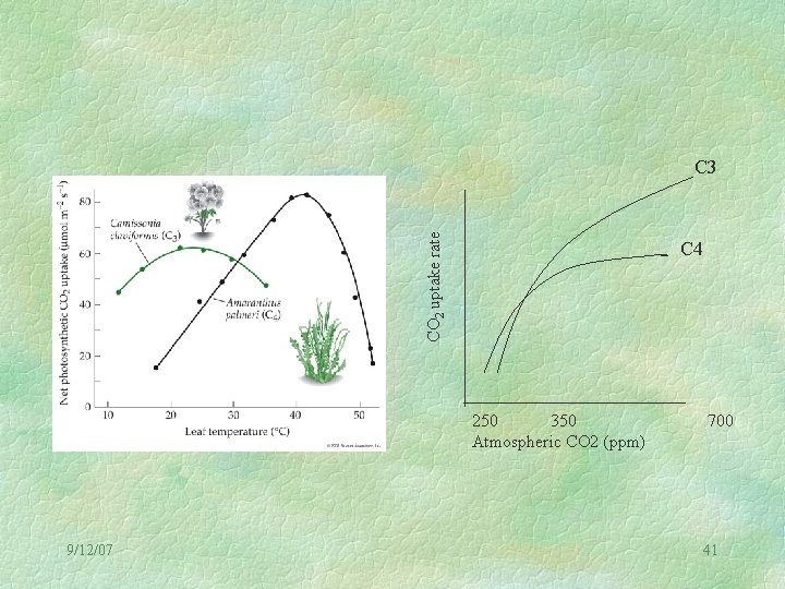 CO 2 uptake rate C 3 C 4 250 350 Atmospheric CO 2 (ppm)