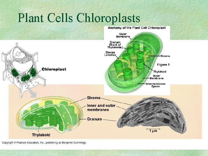 Plant Cells Chloroplasts 