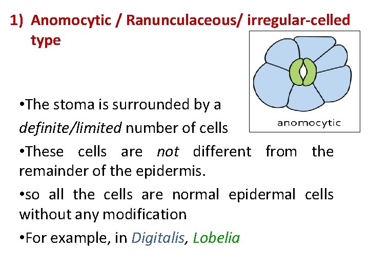 1) Anomocytic / Ranunculaceous/ irregular-celled type • The stoma is surrounded by a definite/limited