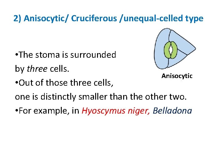 2) Anisocytic/ Cruciferous /unequal-celled type • The stoma is surrounded by three cells. Anisocytic