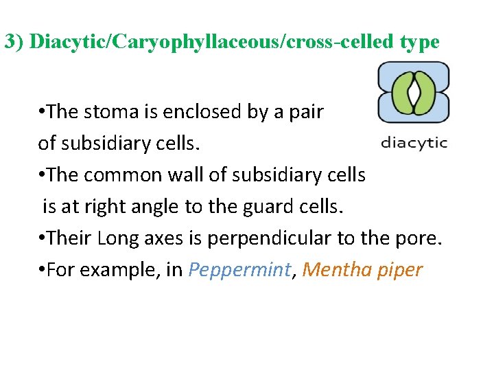 3) Diacytic/Caryophyllaceous/cross-celled type • The stoma is enclosed by a pair of subsidiary cells.