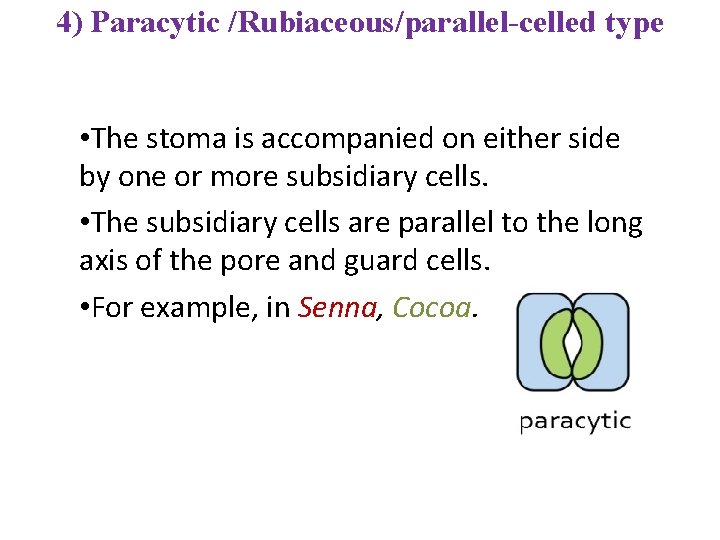 4) Paracytic /Rubiaceous/parallel-celled type • The stoma is accompanied on either side by one