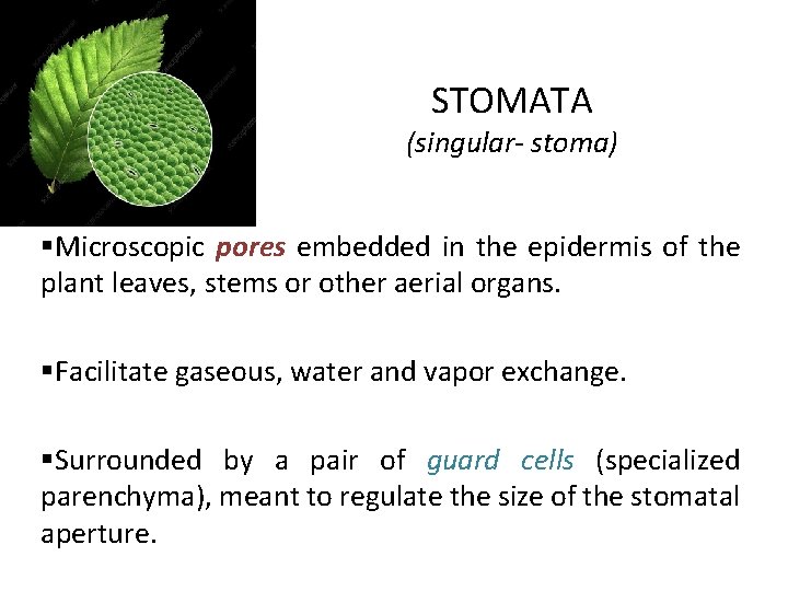 STOMATA (singular- stoma) §Microscopic pores embedded in the epidermis of the plant leaves, stems