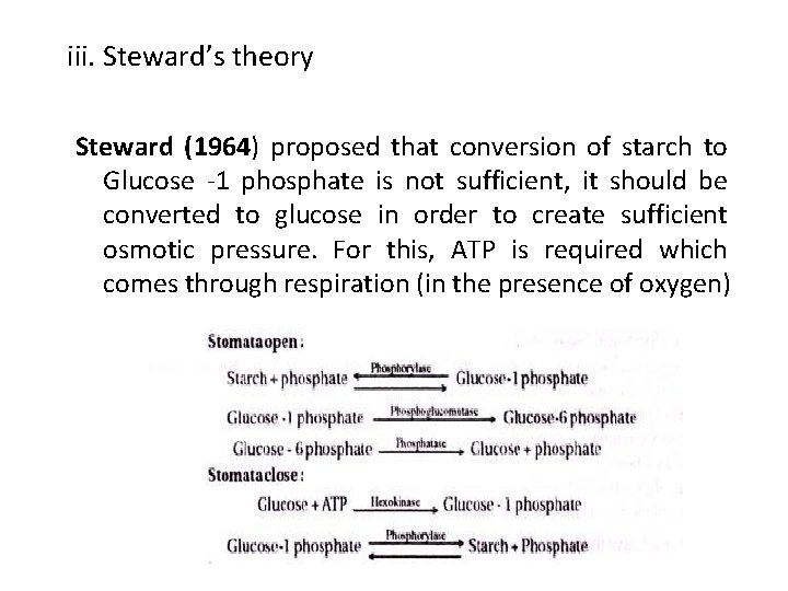 iii. Steward’s theory Steward (1964) proposed that conversion of starch to Glucose -1 phosphate