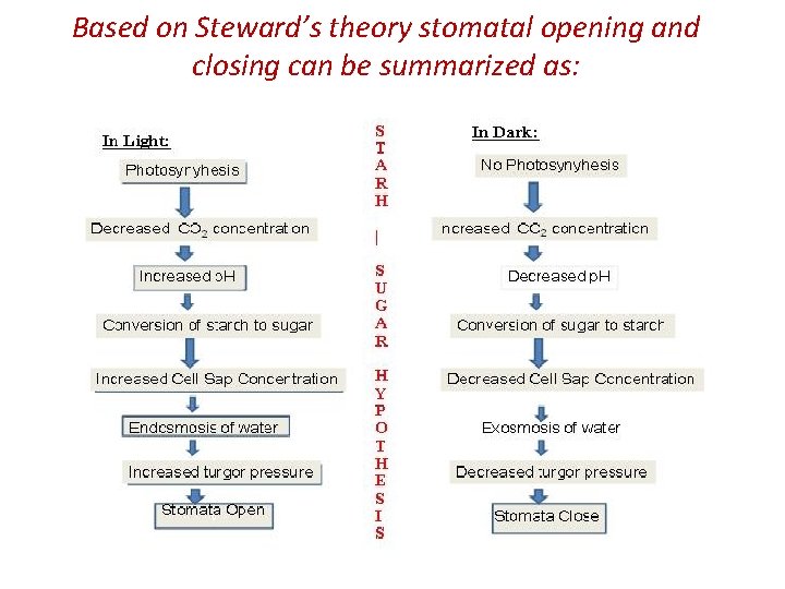 Based on Steward’s theory stomatal opening and closing can be summarized as: 