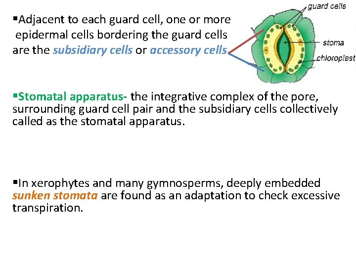 §Adjacent to each guard cell, one or more epidermal cells bordering the guard cells