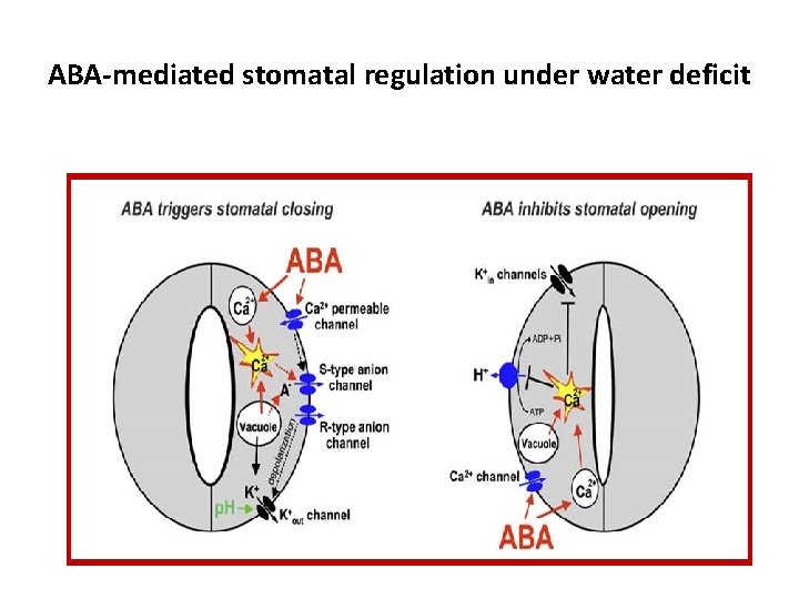 ABA-mediated stomatal regulation under water deficit 