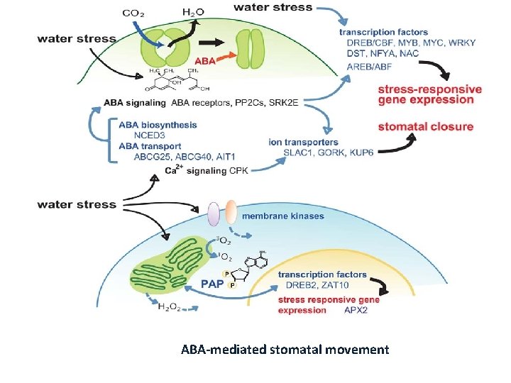 ABA-mediated stomatal movement 