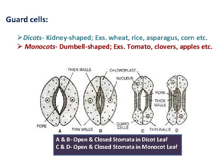 Guard cells: ØDicots- Kidney-shaped; Exs. wheat, rice, asparagus, corn etc. Ø Monocots- Dumbell-shaped; Exs.