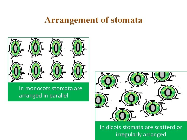 Arrangement of stomata In monocots stomata are arranged in parallel In dicots stomata are