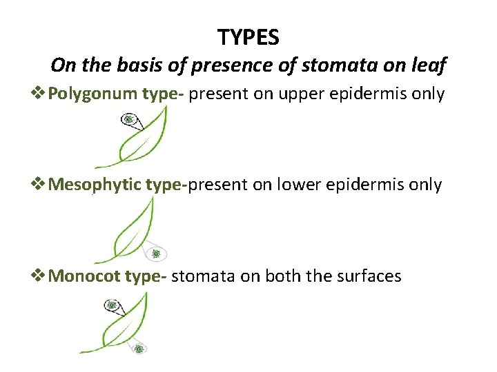 TYPES On the basis of presence of stomata on leaf v. Polygonum type- present