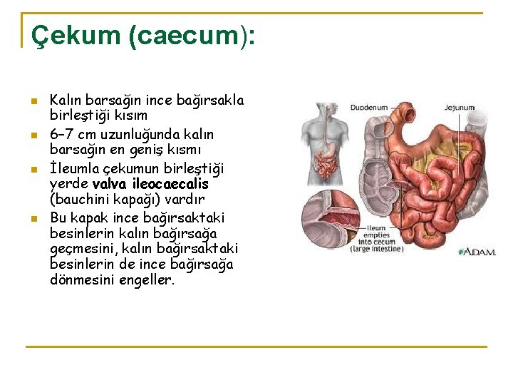 Çekum (caecum): n n Kalın barsağın ince bağırsakla birleştiği kısım 6– 7 cm uzunluğunda