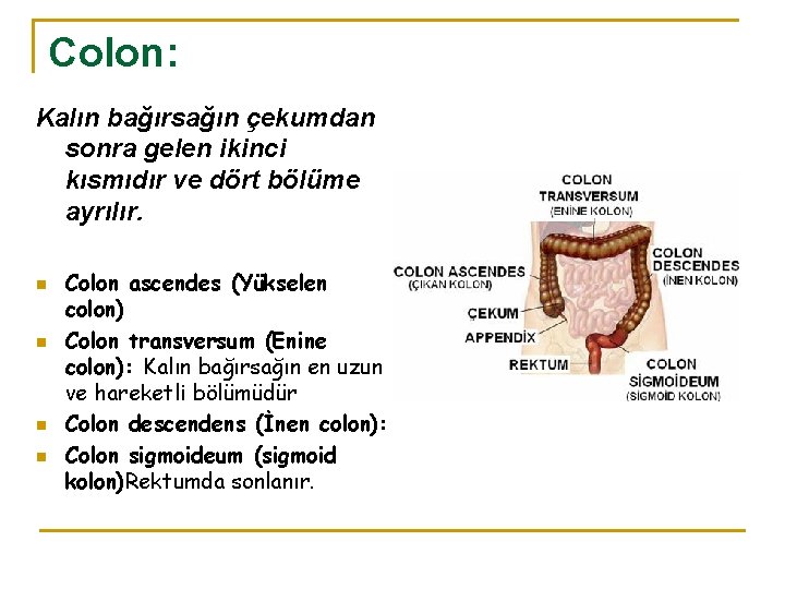 Colon: Kalın bağırsağın çekumdan sonra gelen ikinci kısmıdır ve dört bölüme ayrılır. n n