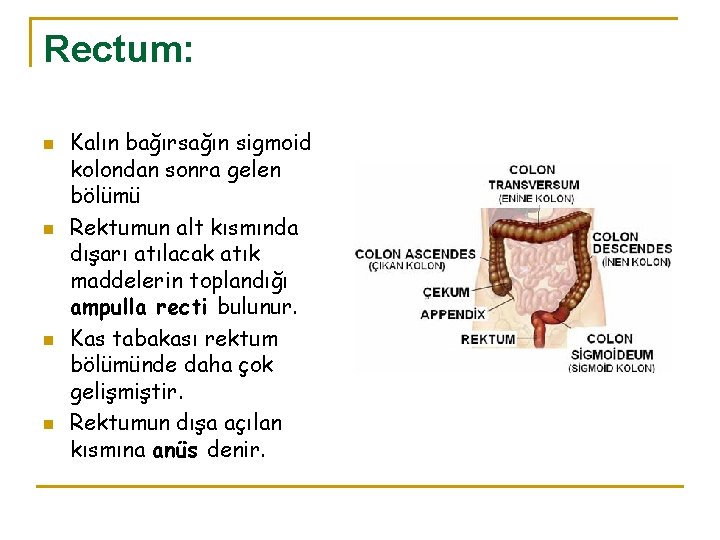 Rectum: n n Kalın bağırsağın sigmoid kolondan sonra gelen bölümü Rektumun alt kısmında dışarı