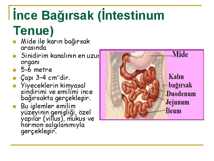 İnce Bağırsak (İntestinum Tenue) n n n Mide ile karın bağırsak arasında Sinidirim kanalının