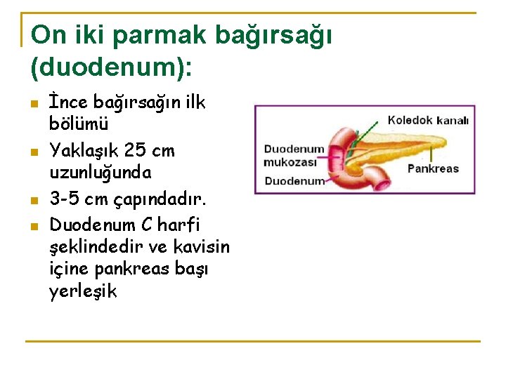 On iki parmak bağırsağı (duodenum): n n İnce bağırsağın ilk bölümü Yaklaşık 25 cm