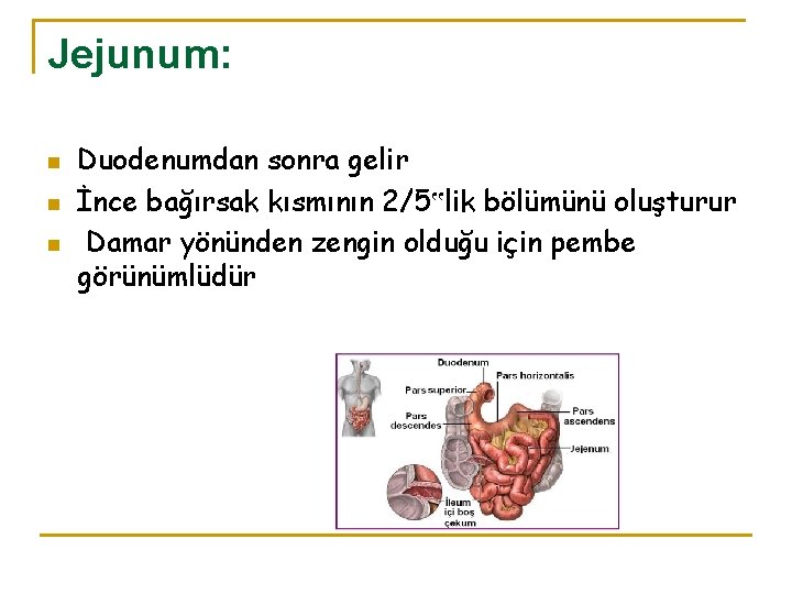 Jejunum: n n n Duodenumdan sonra gelir İnce bağırsak kısmının 2/5‟lik bölümünü oluşturur Damar