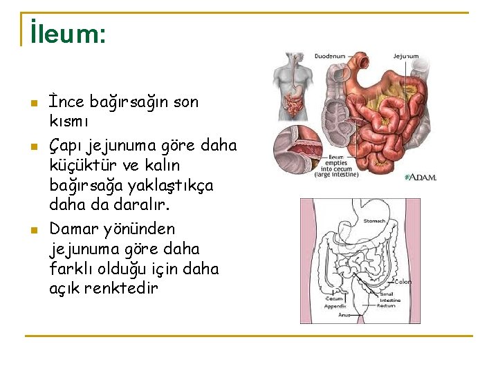 İleum: n n n İnce bağırsağın son kısmı Çapı jejunuma göre daha küçüktür ve