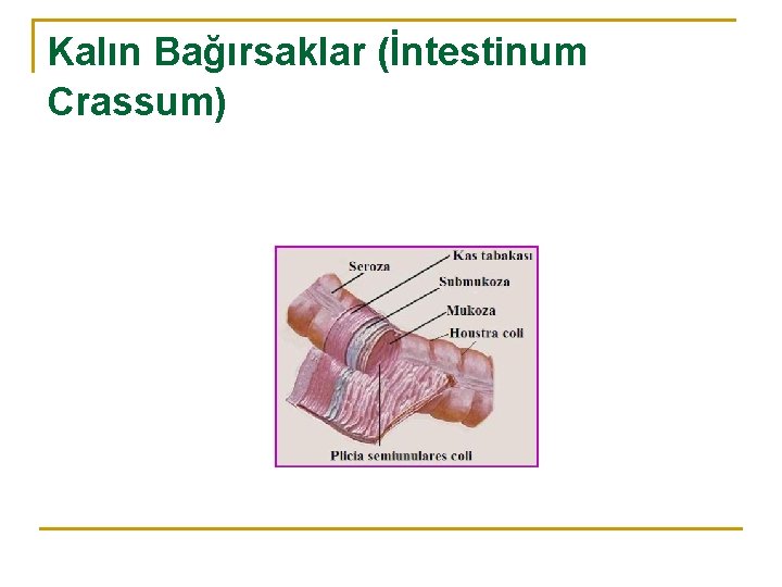 Kalın Bağırsaklar (İntestinum Crassum) 