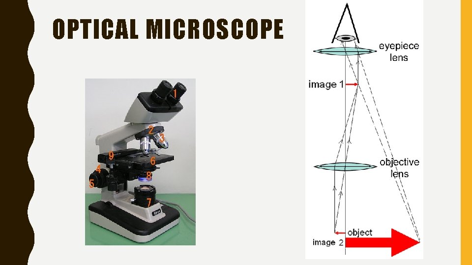 OPTICAL MICROSCOPE 