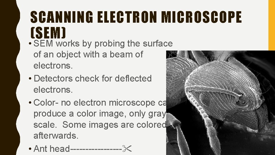 SCANNING ELECTRON MICROSCOPE (SEM) • SEM works by probing the surface of an object