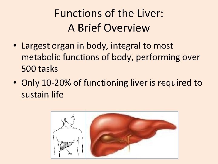 Functions of the Liver: A Brief Overview • Largest organ in body, integral to