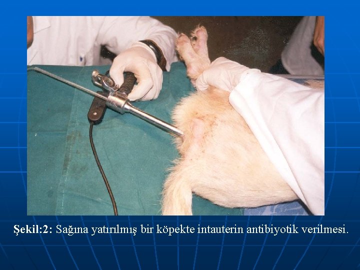 Şekil: 2: Sağına yatırılmış bir köpekte intauterin antibiyotik verilmesi. 