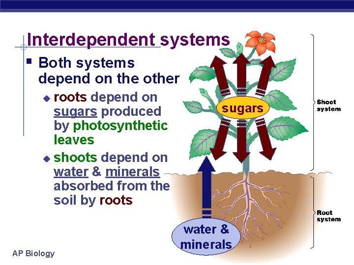 Interdependent systems § Both systems depend on the other roots depend on sugars produced