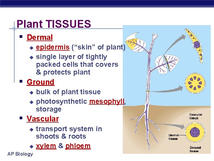 Plant TISSUES § Dermal u u epidermis (“skin” of plant) single layer of tightly
