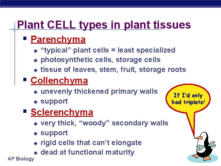 Plant CELL types in plant tissues § Parenchyma u u u “typical” plant cells