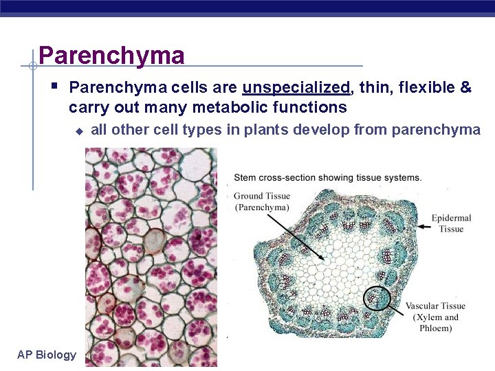 Parenchyma § Parenchyma cells are unspecialized, thin, flexible & carry out many metabolic functions