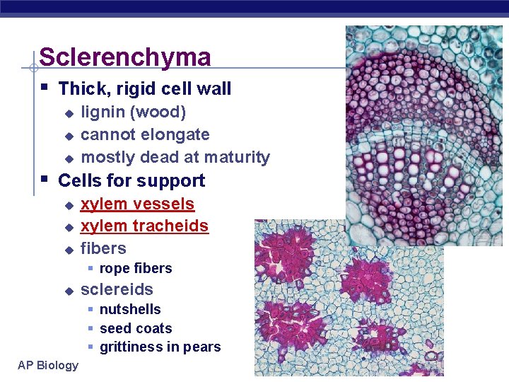 Sclerenchyma § Thick, rigid cell wall u u u lignin (wood) cannot elongate mostly