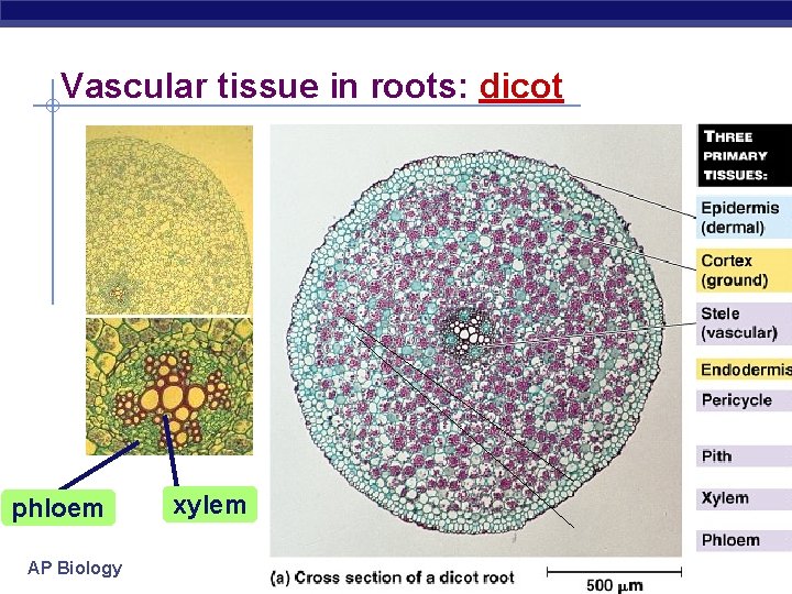 Vascular tissue in roots: dicot phloem AP Biology xylem 
