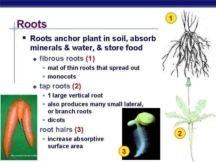 1 Roots § Roots anchor plant in soil, absorb minerals & water, & store