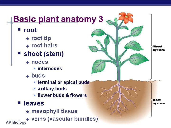 Basic plant anatomy 3 § root u u root tip root hairs § shoot